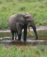 /album/fotogalerie-slon-africky/a258px-african-forest-elephant-jpg/