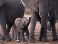 /album/fotogalerie-slon-africky/african-elephant-calf-with-herd-etosha-national-park-namibia-jpg/