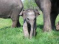 /album/fotogalerie-slon-africky/slune-jpg/