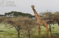 /album/fotogalerie-zirafa-masajska/a873-tanzanie1-jpg-jpg/