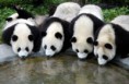/album/fotogalerie-panda-velka/a6a00d834549e5b69e200e54f5acbe48834-500wi-jpg/