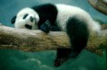 /album/fotogalerie-panda-velka/a874895b4bf-69201600-o2-jpg/