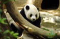/album/fotogalerie-panda-velka/lightmatter-panda-jpg/