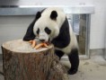 /album/fotogalerie-panda-velka/mtr2f7e60-p200911280222201-jpg/