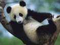/album/fotogalerie-panda-velka/panda-jpg/