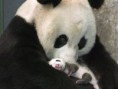 /album/fotogalerie-panda-velka/panda-pandas-2890040-1152-864-jpg/