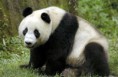 /album/fotogalerie-panda-velka/r324770-1453503-jpg/