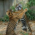 /album/fotogalerie-tygr-indicky/a61044873-a17ccb69b5-jpeg/